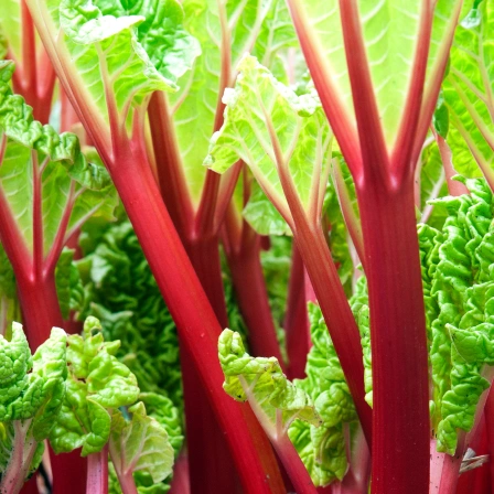 Rhubarb root extract